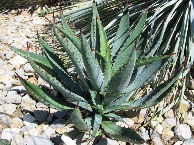 Agave capensis.jpg