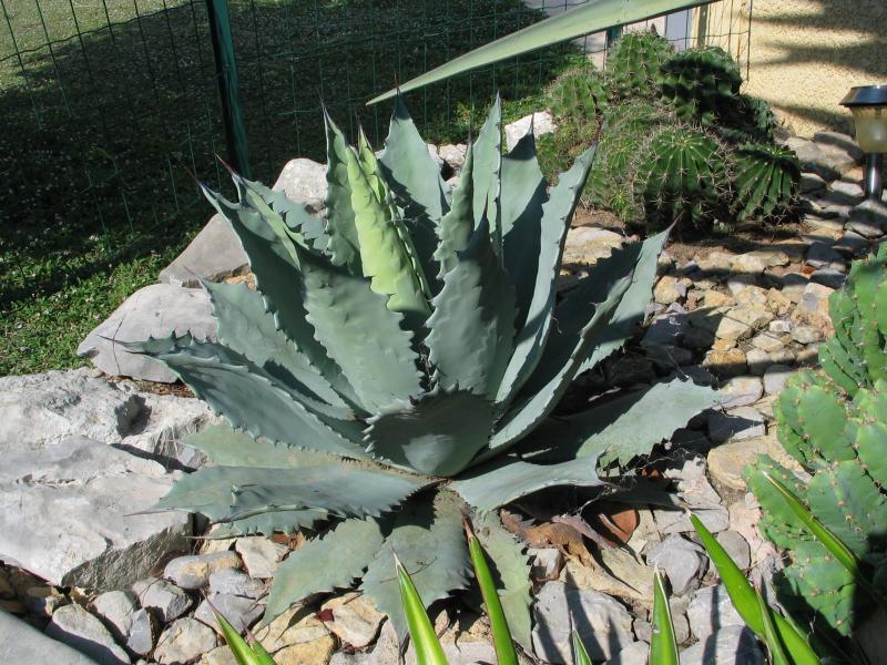 Agave flexispina.jpg