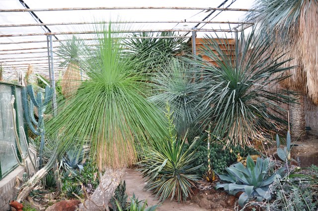 Yucca queretaroensis  left en Yucca linearifolia right and the hybrid to the right (5).jpg