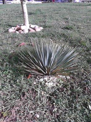 YUCCA ROSTRATA.jpg