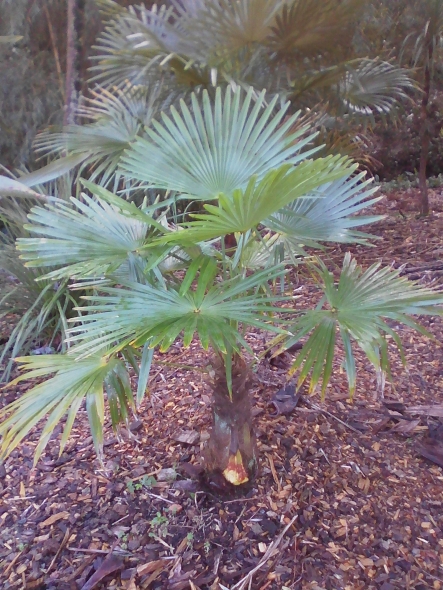 Trachycarpus bien bleuté ?