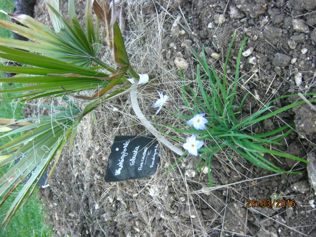 ipheion uniflorum avec washingtonia robusta