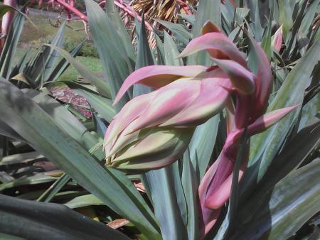 fleur yucca.jpg