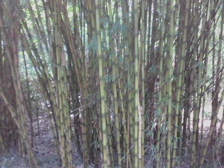 Bambous Chusquea Gigantea ;)