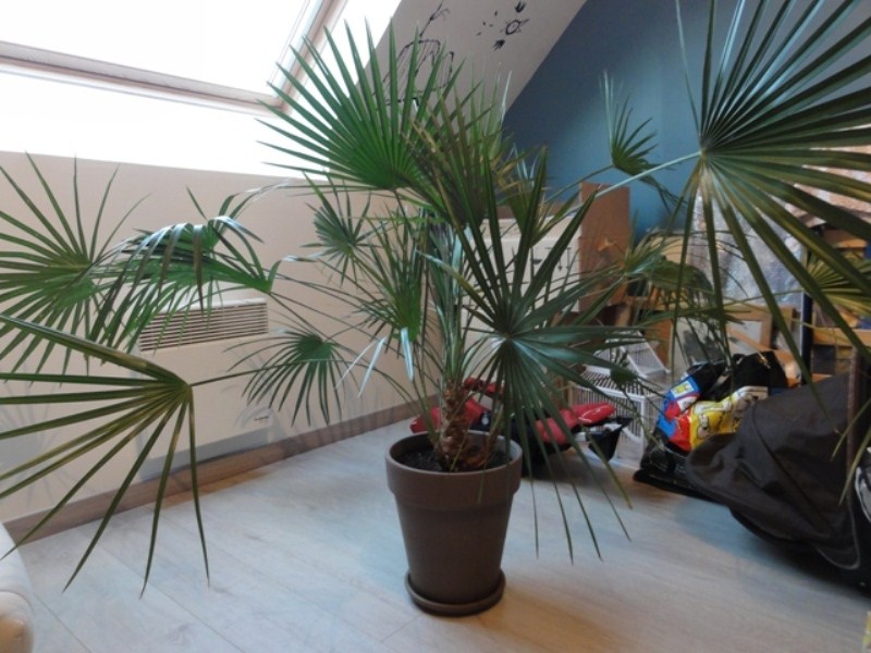 CHAMAEROPS HUMILIS FEV 2016.JPG