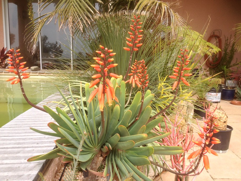 Aloe plicatilis.JPG