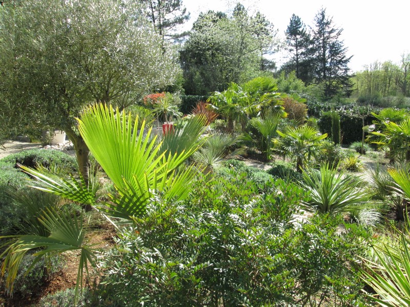 jardin avril 2016 022 (800x600).jpg