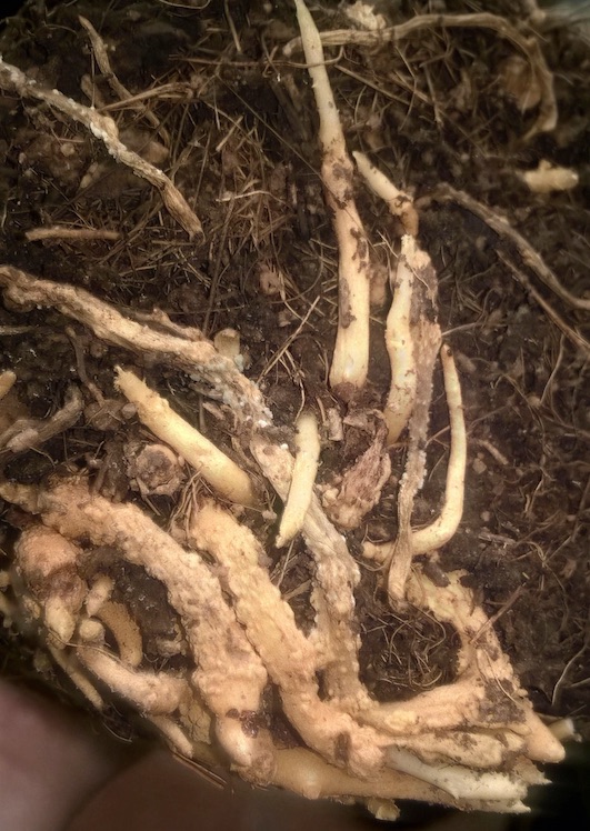 Les racines : certaines qui ont l'air bien et d'autres un peu tuberculeuses...