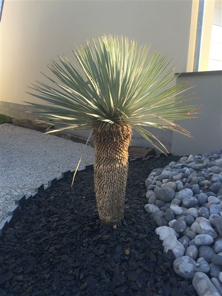 Yucca rostrata