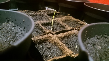 Germination