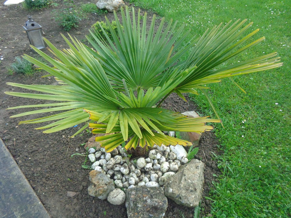 jeune palmier.jpg