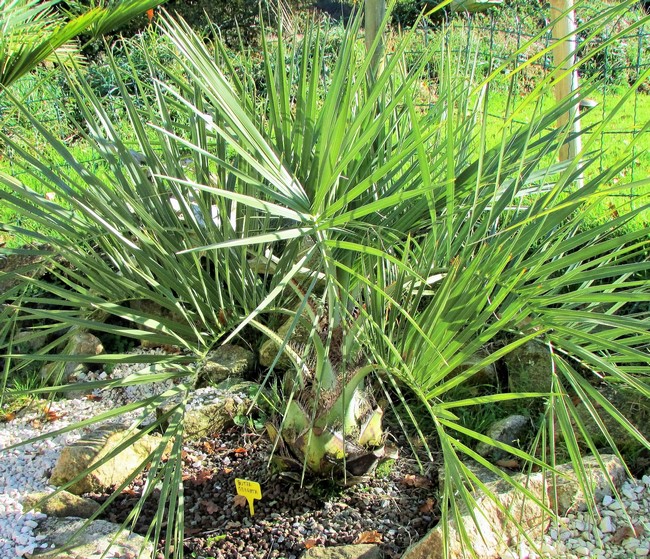 butia odorata (Copier).JPG