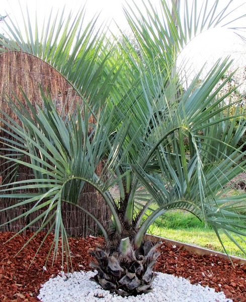 butia odorata 1 (Copier).JPG