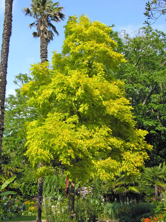 robinia-pseudo-acacia-frisia.jpg