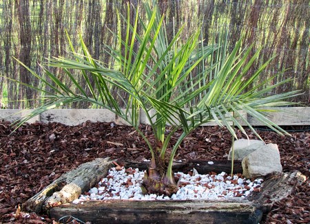 jubaea chilensis (Copier).JPG