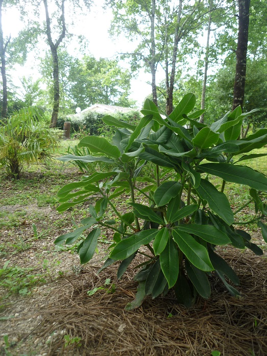 Rhododendron Loderi