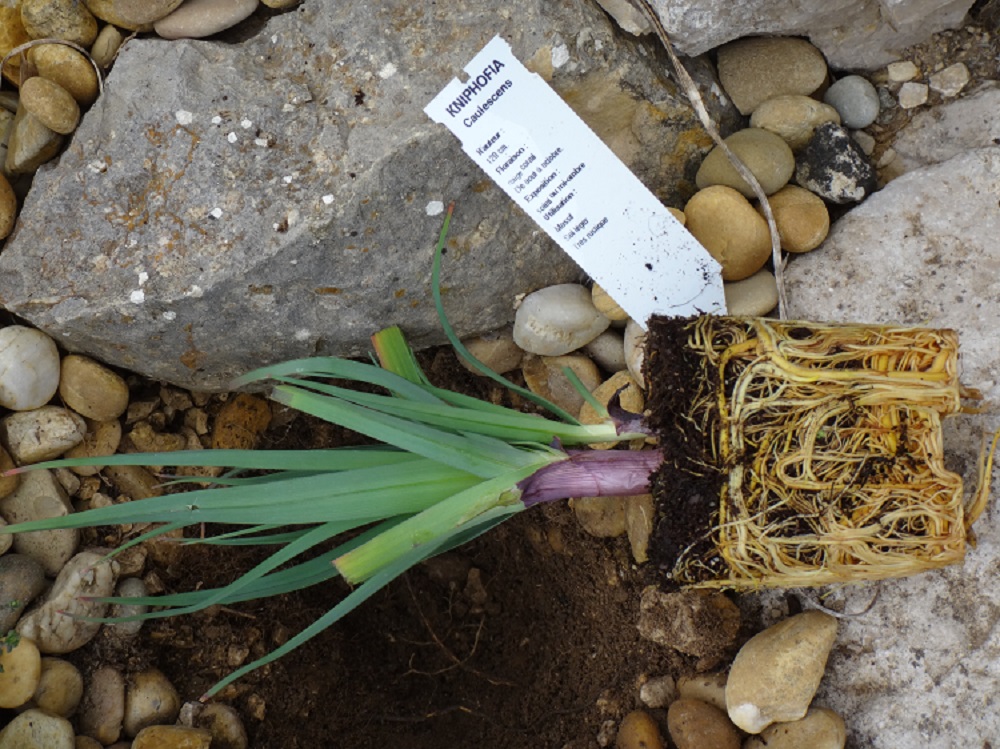 Kniphofia caulescens (1).JPG