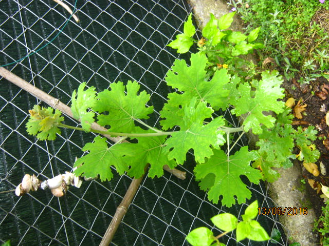 macleaya microcarpa