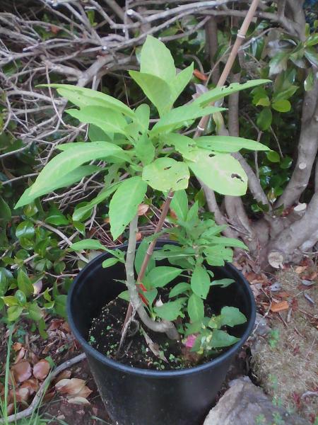 brugmansia.jpg