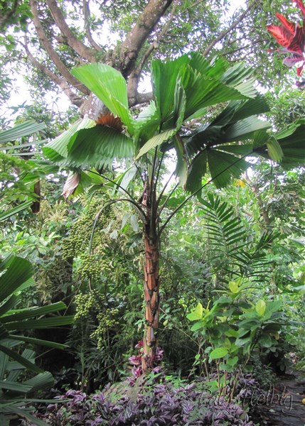 Licuala grandis planté le 08 08 2009 issu d'un plant en pot de 6 ans- première fructification....jpg