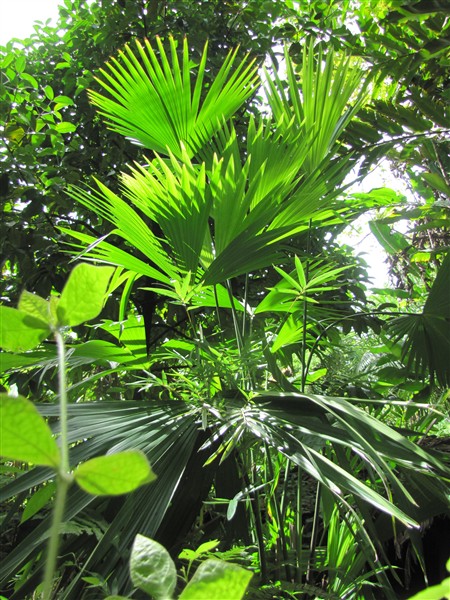 Il ressemble à un palmier... Carludovica palmata (Cyclanthacées) utilisé à la confection du réputé chapeau de Panama.jpg