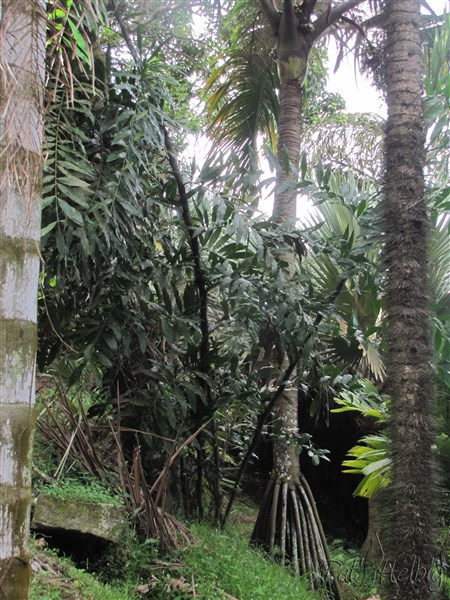 Desmoncus orthacanhtos, au centre, planté le 18 02 2007 issu d'un plant en pot de 3 ans. C'est un magnifique palmier grimpeur qui demande d'avoir de l'espace!! Qui s'y frotte s'y pique....jpg