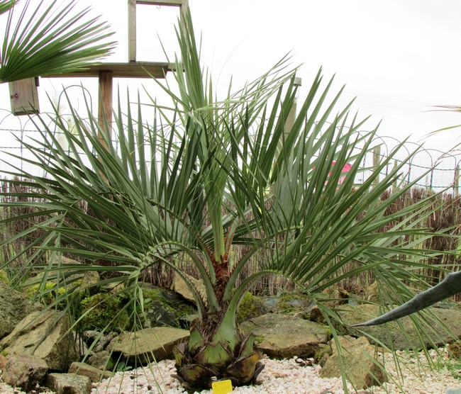 butia odorata 2 (Copier).JPG