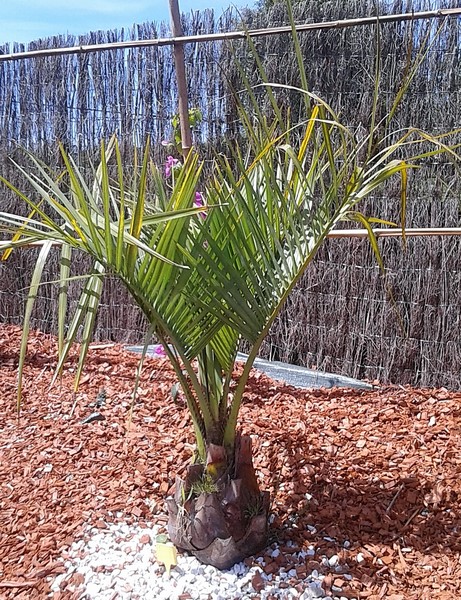 butia odorata vert (Copier).JPG