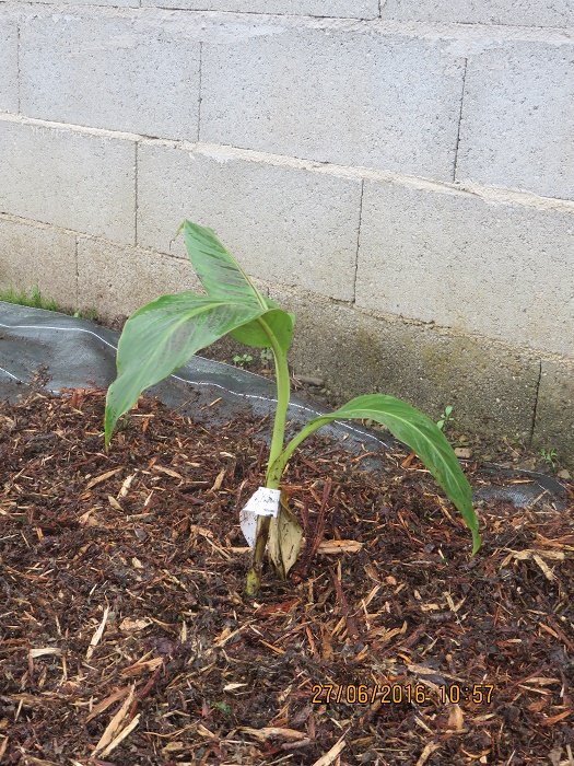 Musa Sikkimensis Manipur.JPG