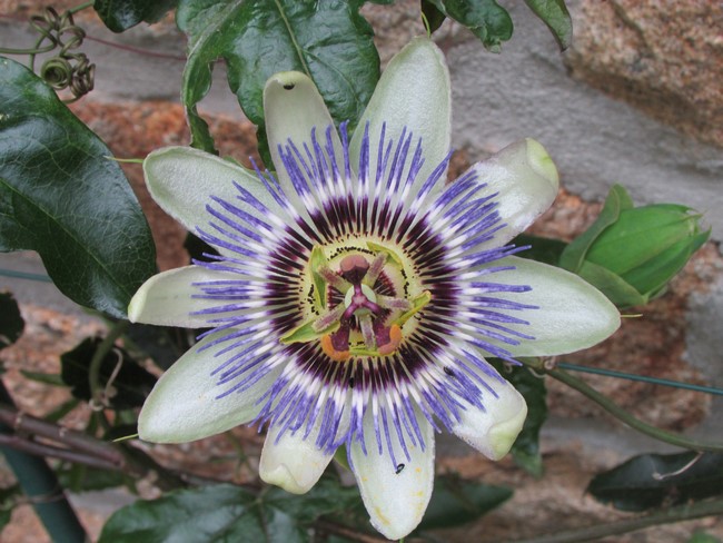 passiflore fleur (Copier).JPG