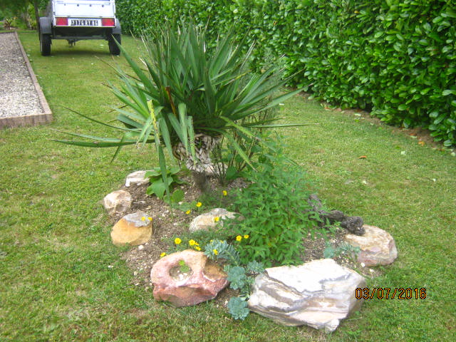 Massif du Yucca gloriosa