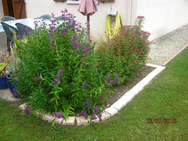 Massif a cote de la terrasse avec Penstemon 'Sour Grapes',salvia microphylla et Spiraea japonica 'Anthony Waterer'