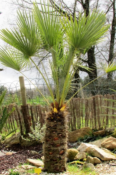 chamaerops humilis (Copier).JPG