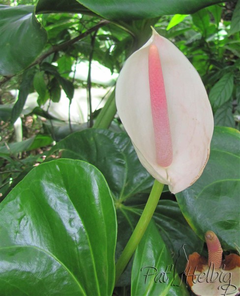 Quelques Aracées du jardin-Anthurium blanc.jpg