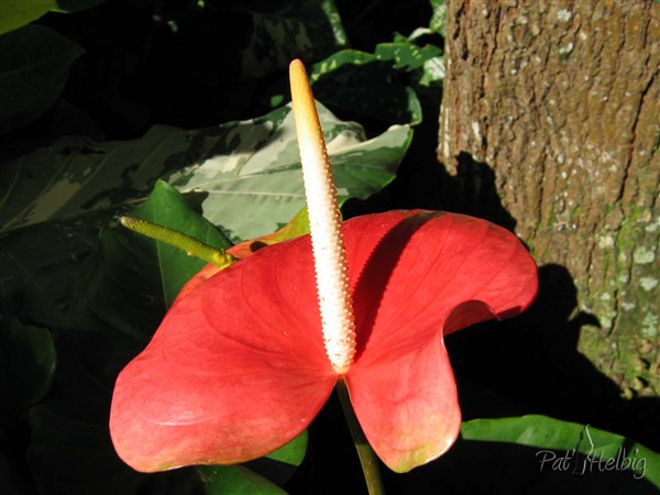 Quelque Aracées du jardin-Anthurium rouge 1.jpg