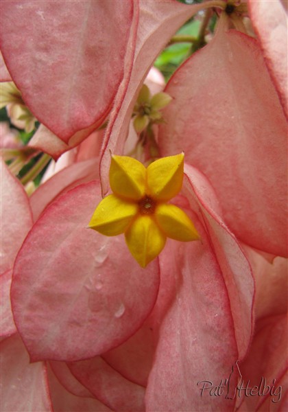 Le Mussaenda en fleurs vue en macrographie- fleur jaune et bractées rose.jpg