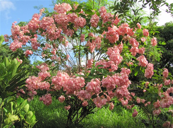 Le Mussaenda est en fleurs. Variété issue d'une hybridation déjà présenté à la page 9 - 1.jpg