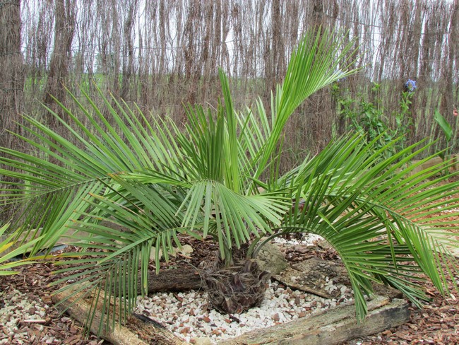 jubaea chilensis (Copier).JPG