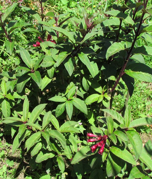 cestrum purpureum (Copier).JPG