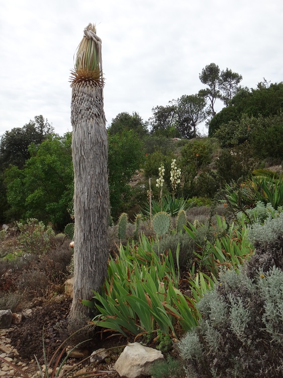 Yucca torpille debout.JPG