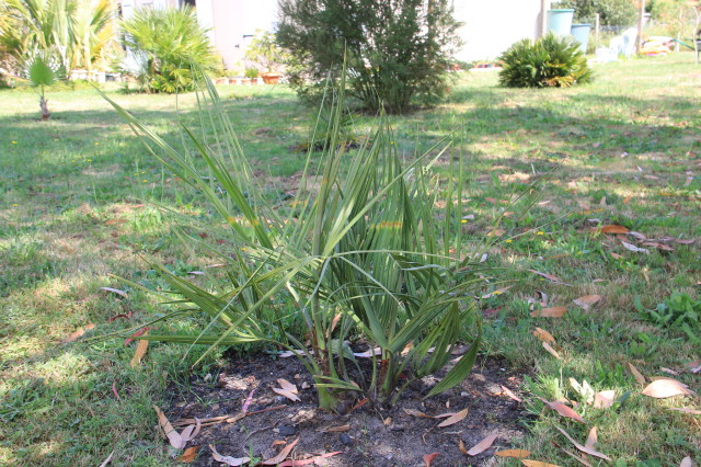 Butia odorata 20160707_5644_1.JPG