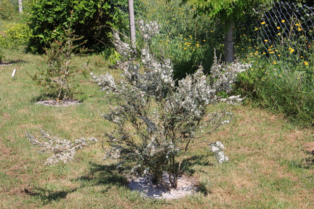 Leptospermum myrtifolium 20160707_4975_1.JPG