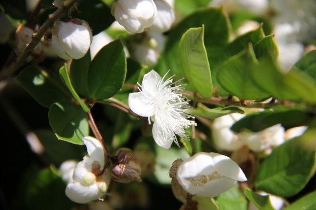 Luma apiculata 20160707_4958_1.JPG