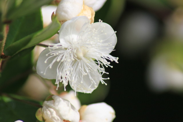 Luma apiculata 20160707_4963_1.JPG