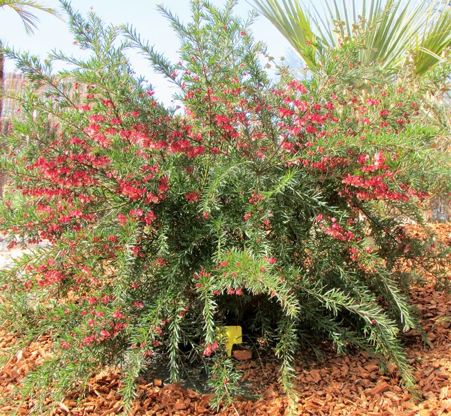 grevillea jerkinsii.JPG