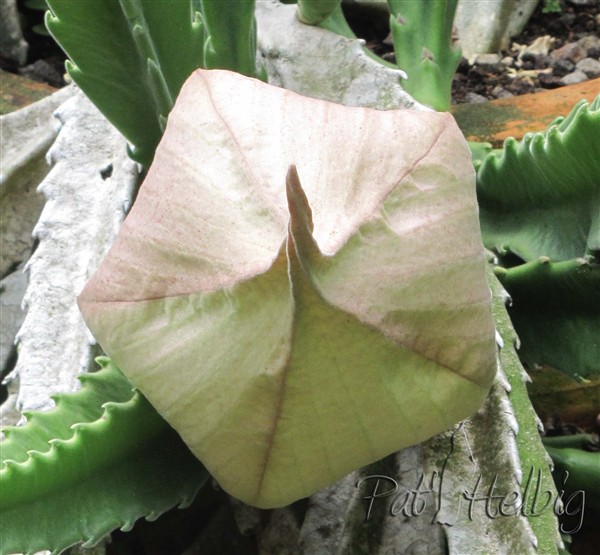 1 le 11 07 2016-fleur de Stapelia gigantea encore fermée.jpg