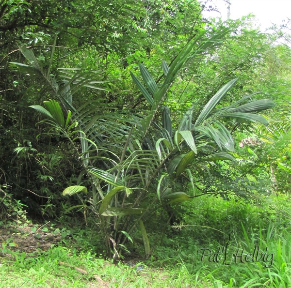 Astrocarium murumuru planté le 15 11 2012 issu d'un plant en pot de 2 ans  1.jpg