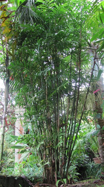 Chamaedorea seifrizii planté le 24 09 2011 issu d'un plant en pot de 3 ans.jpg
