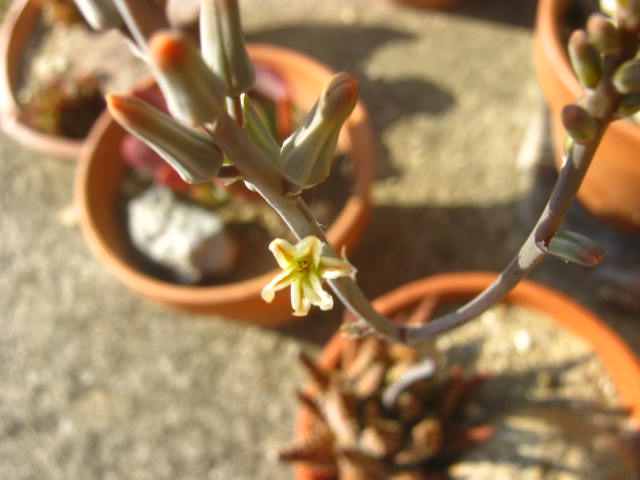 Haworthia margaritifera