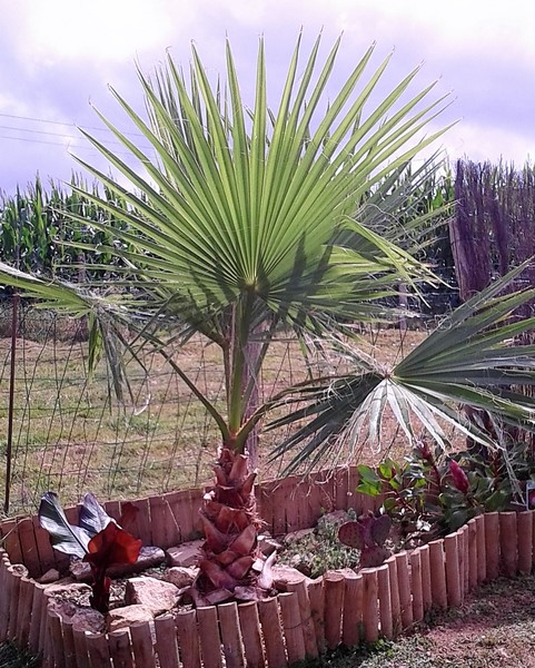 washingtonia robusta (Copier).jpg